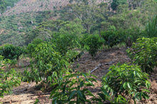 Load image into Gallery viewer, Sebastian Mejia - Finca Gonzalo - Parainema - Honey