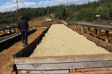 Load image into Gallery viewer, Kamacharia Farmers - Riakiberu - Ruiru 11, SL 28, Batian - Washed